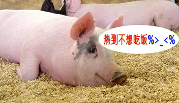 夏季豬群不吃食，找到根本原因才能輕松應(yīng)對(duì)！